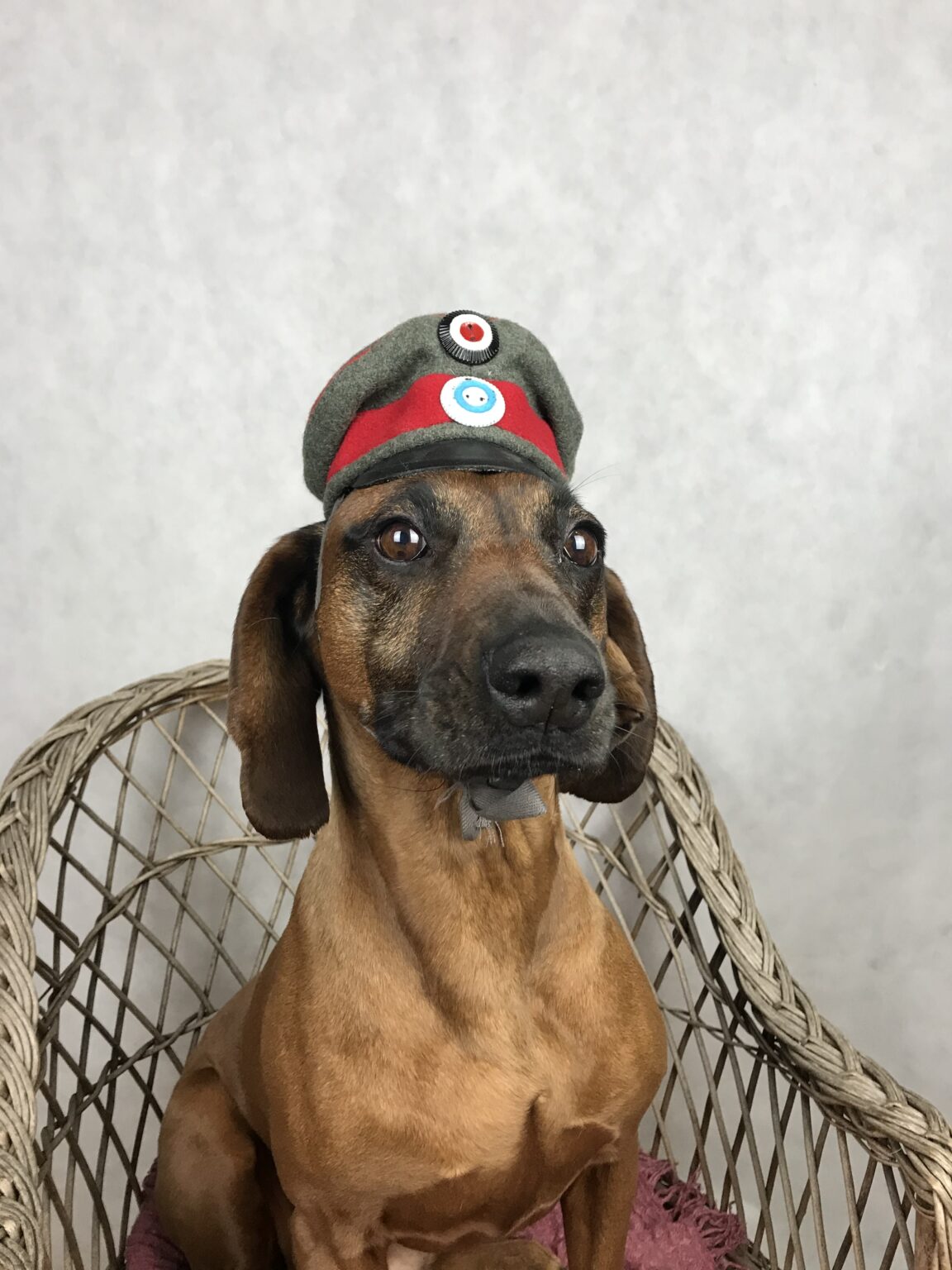 Luna The Bavarian Mountain Hound